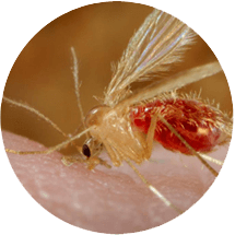 Mosquito Thumbail Image